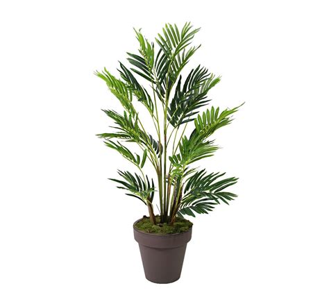 Mini palmiye ağacı